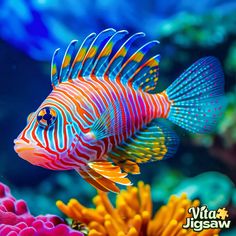 an orange and blue fish swimming in the water next to corals with other colorful sea life around it