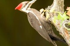 a small bird perched on top of a tree next to a leaf filled branch with another bird in it's mouth