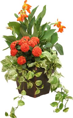 a potted plant with orange flowers and green leaves