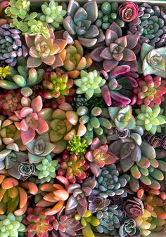 many different types of succulents are arranged in the same pattern as each other