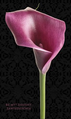 a large pink flower on a black background