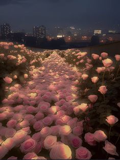 many pink roses are blooming on the ground in front of a cityscape