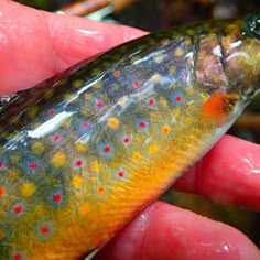 a close up of a person holding a fish in their hand