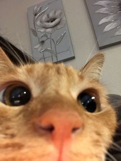 a close up of a cat's face looking at the camera