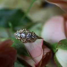 two diamond rings sitting on top of pink roses with green leaves in the foreground