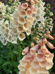 the flowers are blooming very nicely in the garden, and it's hard to tell what color they are