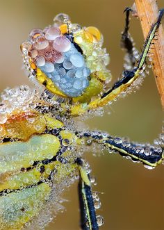 an image of a colorful insect with bubbles on it's body and wings, in russian