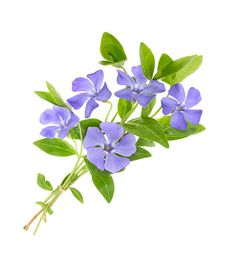 blue flowers with green leaves on a white background