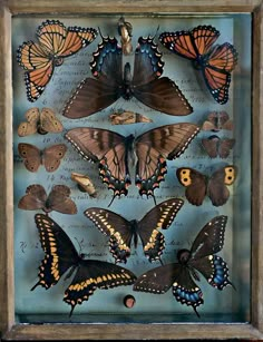 a display case filled with lots of different types of butterflies on top of each other