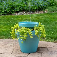 a potted plant with water pouring out of it