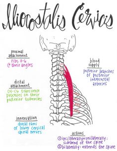 a drawing of the back of a neck with labels on it and instructions for different types of bones