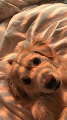 a dog is laying on its back under a blanket