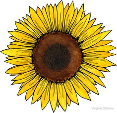 a drawing of a sunflower on a white background with brown center and yellow petals