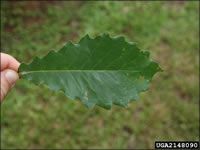 a person holding up a green leaf in their hand