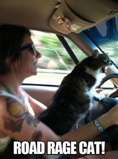 two pictures of a woman driving a car with a cat on her lap