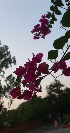 purple flowers are hanging from the branches of a tree in front of a blue sky