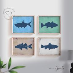 three framed pictures of sharks on a wall