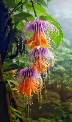 some very pretty flowers hanging from a tree