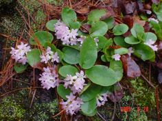 small white flowers and green leaves on the ground