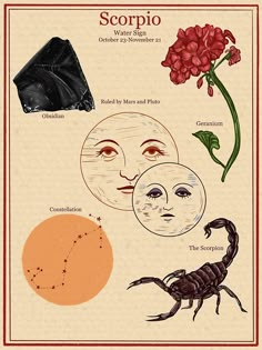 the zodiac signs and their meanings are depicted in this poster, which shows them as scorpions