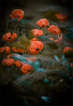 red poppies are in the middle of a field with tall grass and blue flowers