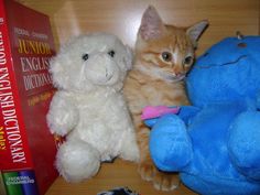 an orange tabby cat sitting next to two stuffed animals and a book on a table