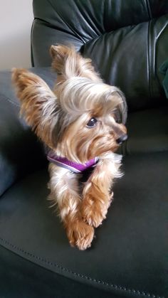 a small dog sitting on top of a leather chair