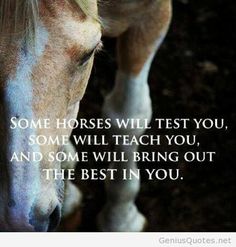 a white horse standing on top of a dirt field next to a quote that reads, some horses will test you, some will teach you, and some will bring out the best in you