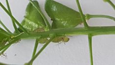 some green bugs are sitting on the leaves of a leafy plant with white walls in the background