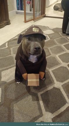 a dog wearing a hat sitting on the floor next to a box with a pizza in it