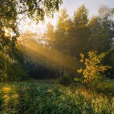 the sun is shining through the trees in the forest with tall grass and bushes on either side