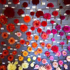 many different colored flowers are arranged on a wall with price tags attached to them and hanging from hooks