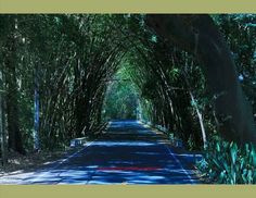 an empty road lined with trees and bushes