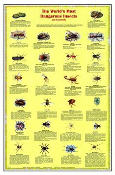 the world's most dangerous insects poster with information about their different types and sizes