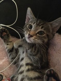 a small kitten is playing with some wires