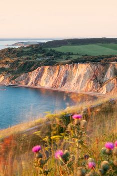 an image of a beautiful beach scene with flowers in the foreground and hills in the background