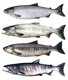 four different types of fish on a white background