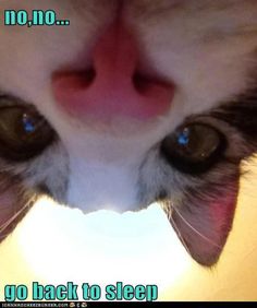 a close up of a cat's face with the words, just a quick vitas check go back to sleep