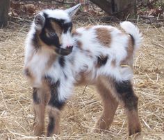 a baby goat standing on top of dry grass