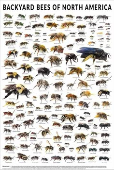 an insect poster showing the different types of bees in north america, with caption below