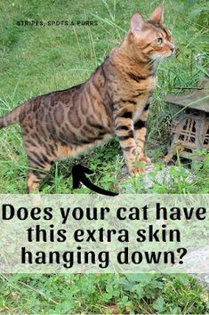 a cat standing on top of a grass covered field next to a bird feeder and text that reads, does your cat have this extra skin hanging down?