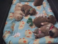 four puppies are sleeping on a blanket with stuffed animals in it's paws