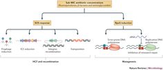 a diagram showing the steps in how to use an automatic gene