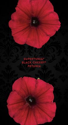 two red flowers on a black background with the words, supertunia and black library