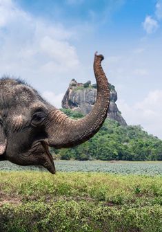 an elephant with its trunk in the air