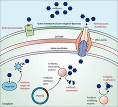 an image of the cell membrane and its functions