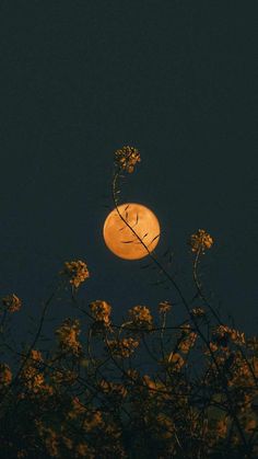 the full moon is shining brightly in the night sky above some trees and flowers,