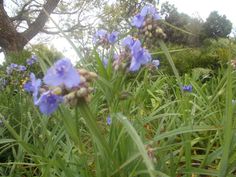 some blue flowers are growing in the grass