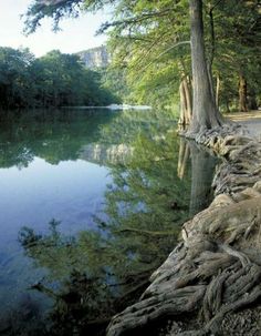 a tree that is growing out of the side of a body of water near some trees