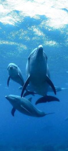 three dolphins swimming in the ocean together